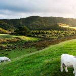 バイナンス、ニュージーランドでライセンス取得｜仮想通貨サービスの提供開始へ